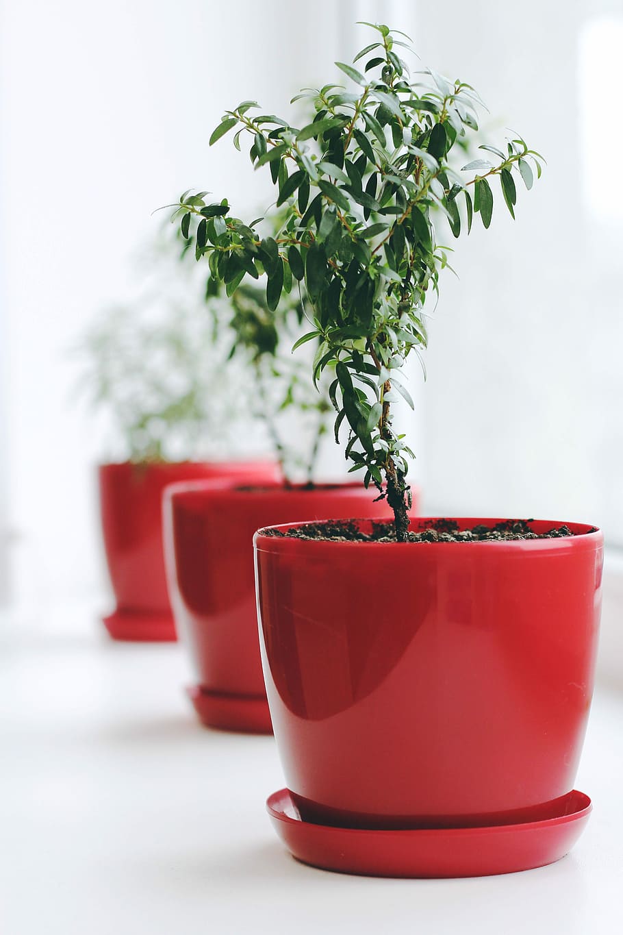 green leafed plant on red ceramic pot, plant, green, leaf, planter, pot HD wallpaper