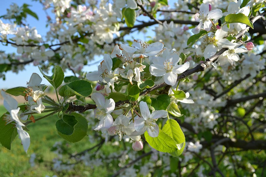 apple tree, bloom, flowering trees, nature, living nature, handsomely HD wallpaper
