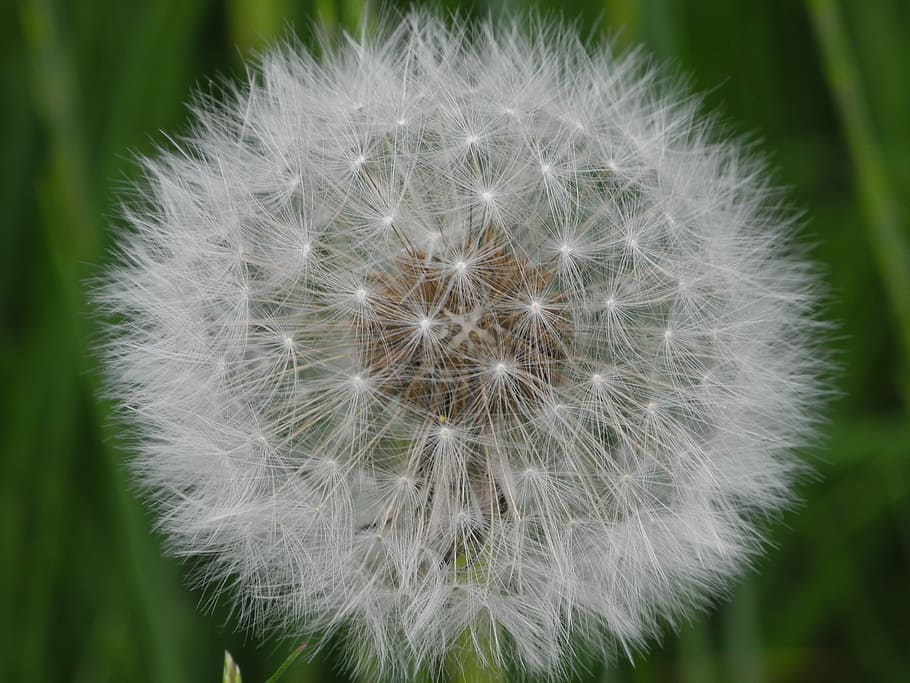 dandelion, white, slightly, summer, tender, fragility, vulnerability HD wallpaper