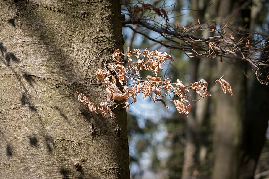beech, beech leaves, spring, autumn, book industry, bark, fall leaves HD wallpaper