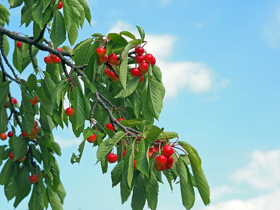 plant, nature, live, healthy eating, fruit, food and drink HD wallpaper
