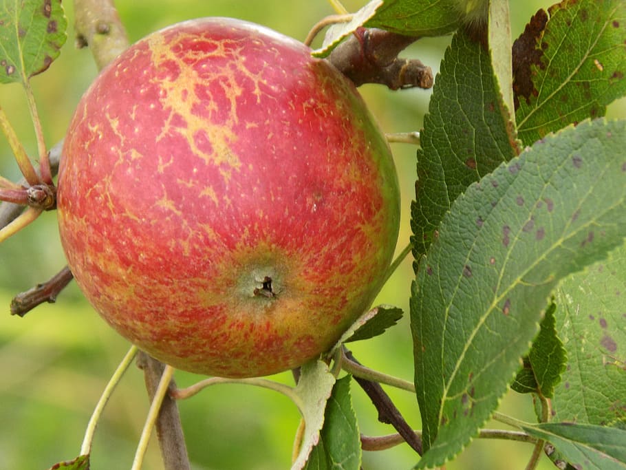 Apple, Food, Tree, Fruit, Nature, healthy, red, food and drink HD wallpaper