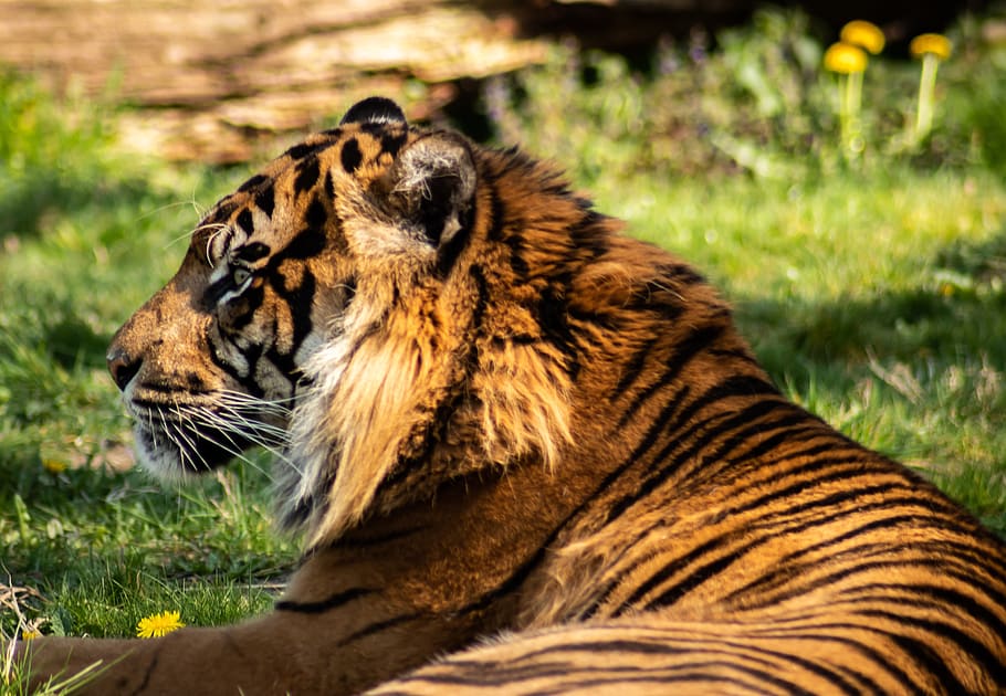 tiger, predator, cat, zoo, animal themes, one animal, feline HD wallpaper