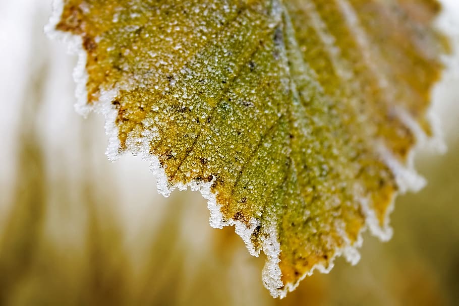 leaf, plant, ice, snow, close-up, yellow, nature, growth, freshness HD wallpaper