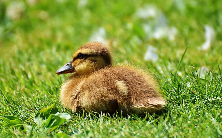brown and yellow duckling on green grass, Chicks, Ducklings HD wallpaper