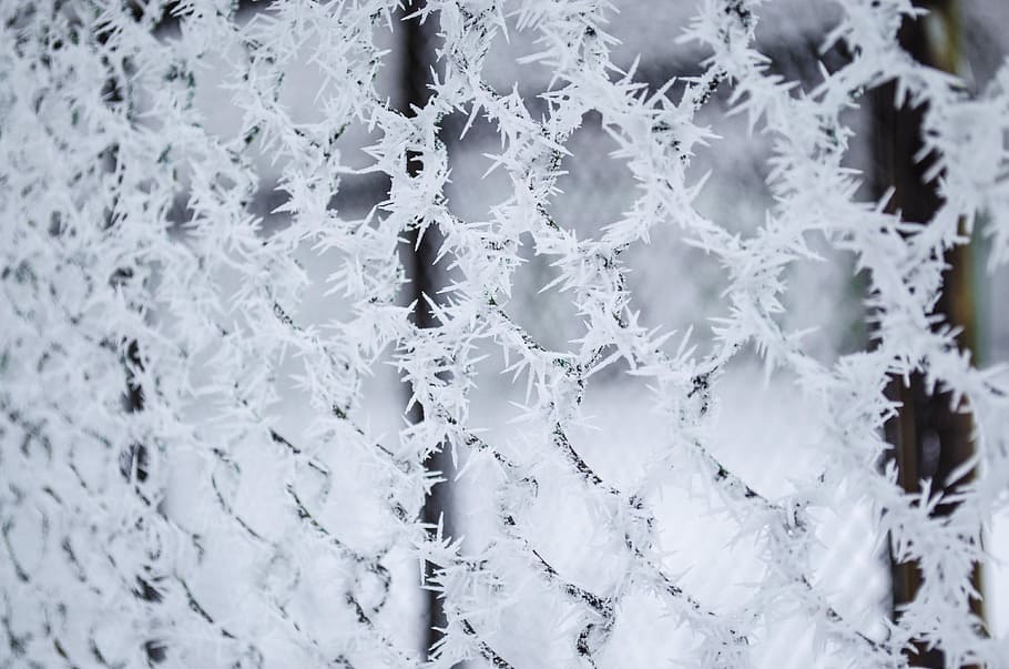 leann, rime, net, macro, winter, frost, snow, cold, nature, HD wallpaper