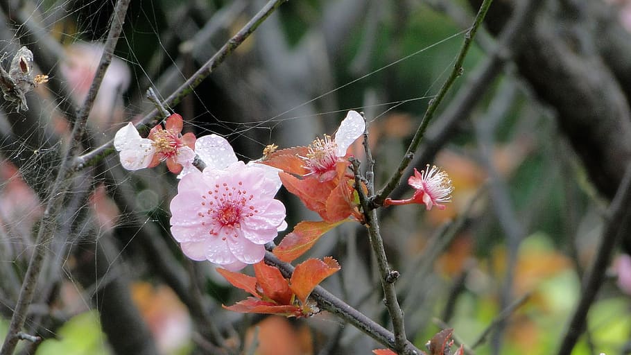 flower, yu lee, spring, plant, flowering plant, beauty in nature HD wallpaper