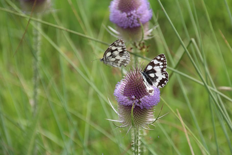 thistle, butterfly, flower, insect, nature, thistle flower HD wallpaper