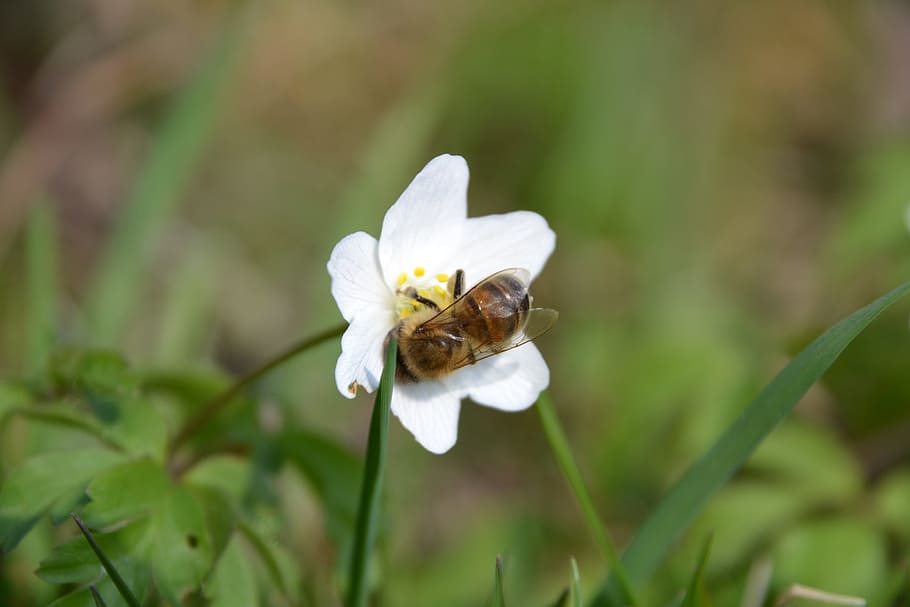 Caltha Palustris, White, Bee, nature, flower, plant, close-up HD wallpaper