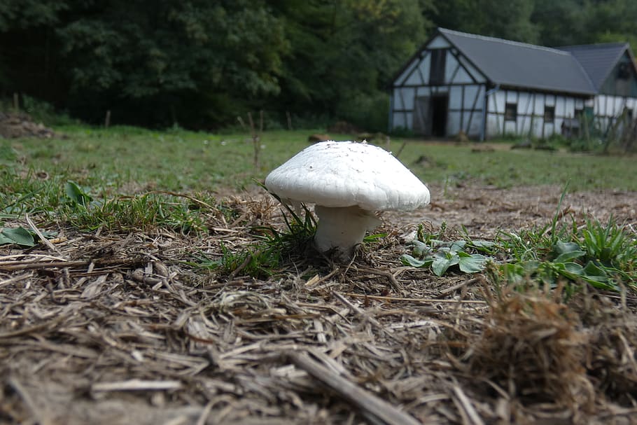 mushroom, champignon, food, nature, vegetable, health, field, HD wallpaper
