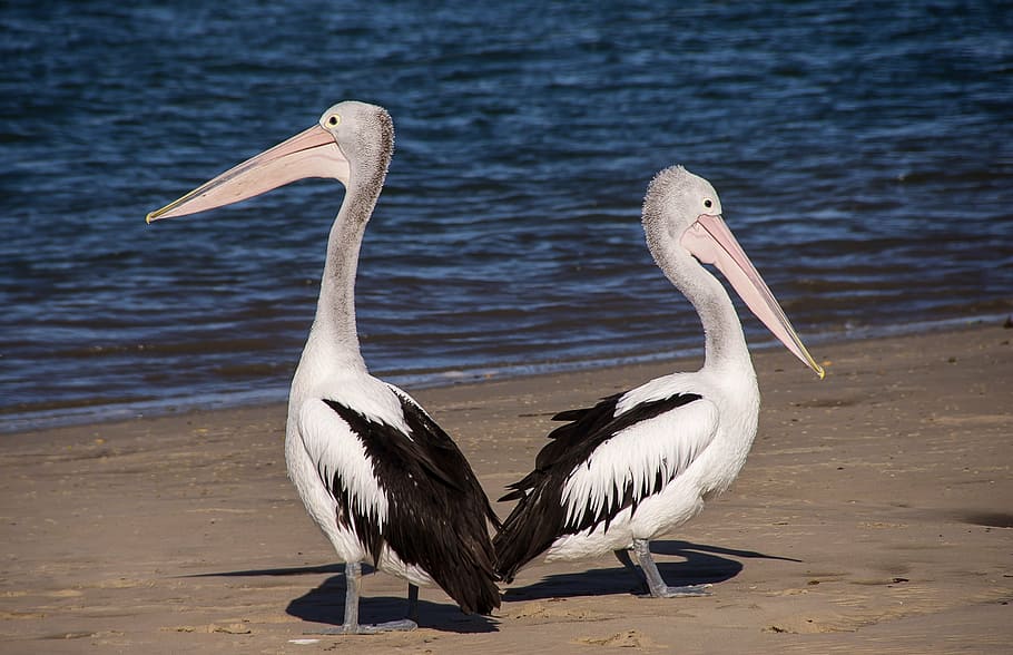 two black-and-white pelicans on sea shore, beach, bird, feathers HD wallpaper