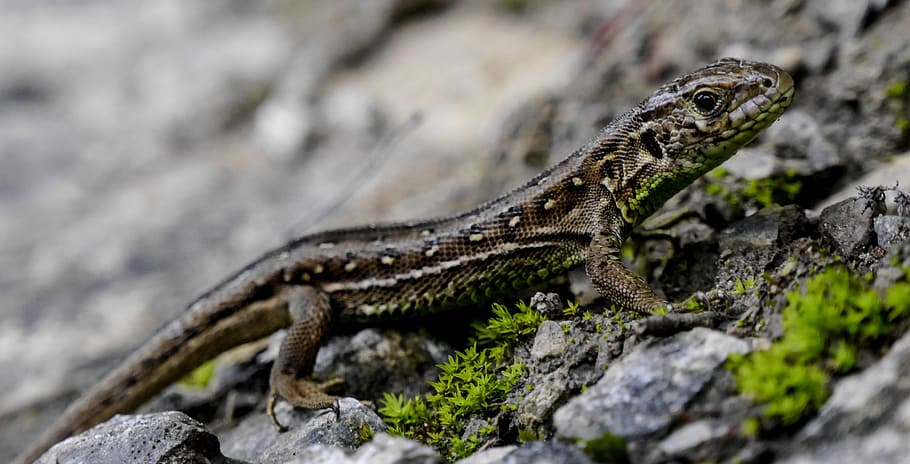 lizard, nature, austria, animal, animal themes, animal wildlife HD wallpaper