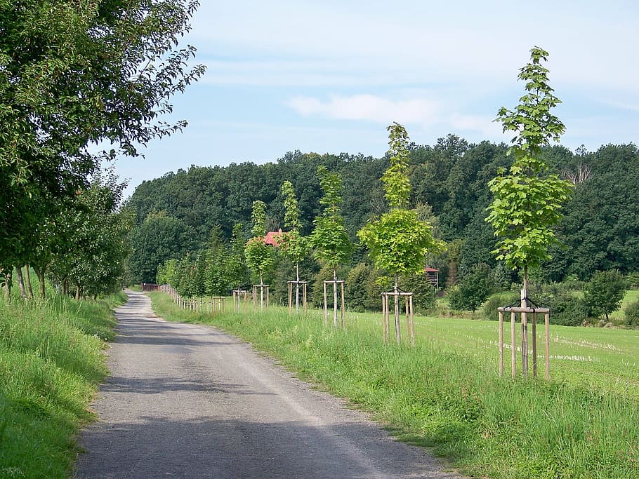 path, trees, nature, forest, walk, landscape, the way the trees HD wallpaper