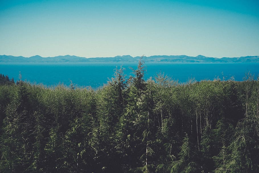Sky, Blue, Clear, Mountains, Horizon, water, trees, green, branches HD wallpaper