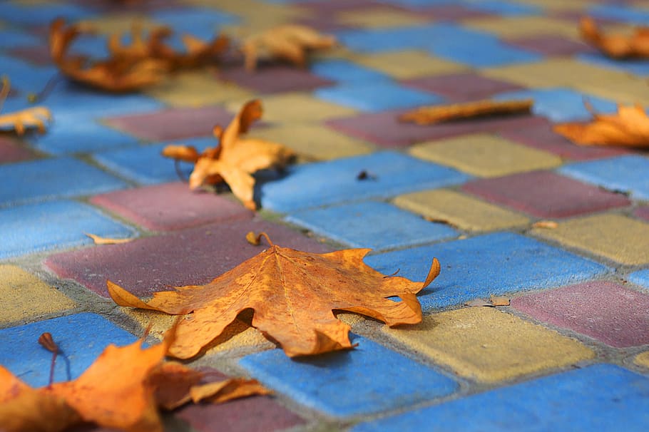 autumn, paint, stroll, fall colors, golden autumn, autumn foliage HD wallpaper