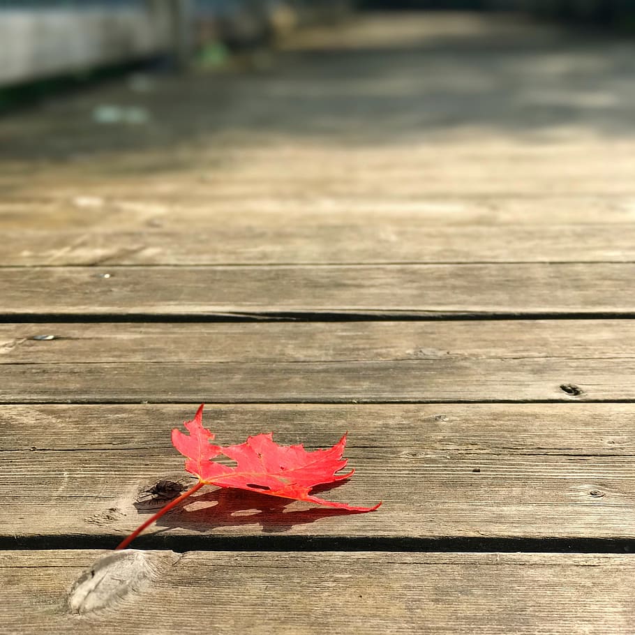 maple leaf, red, wood, nature, fall, maple leaves, autumn leaf HD wallpaper