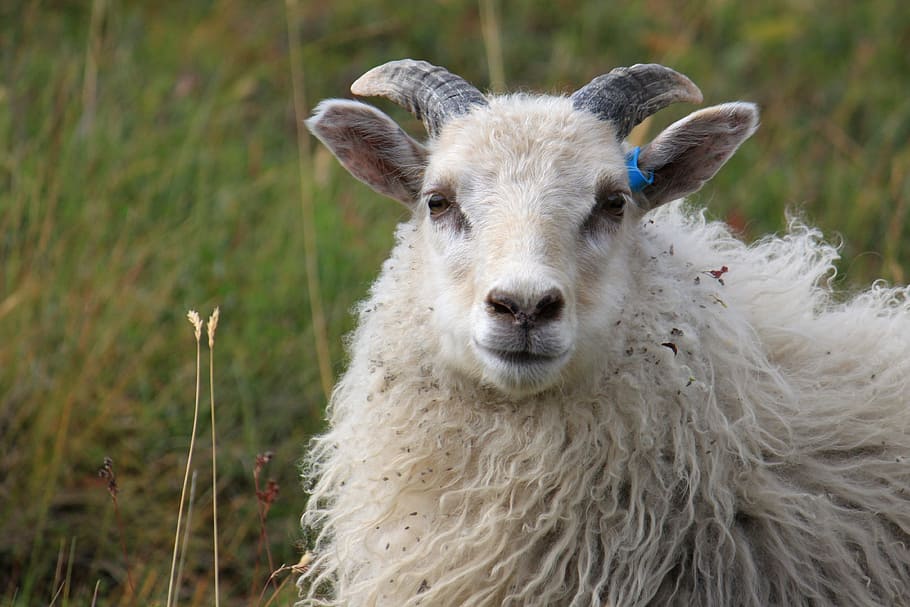 close up photo of white sheep, may, grass, horn, grazing, lamb HD wallpaper