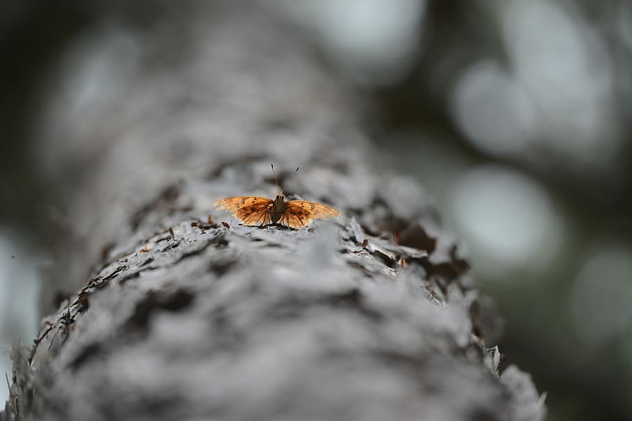brown butterfly on tree, selective photo of brown butterfly selective focus photo HD wallpaper