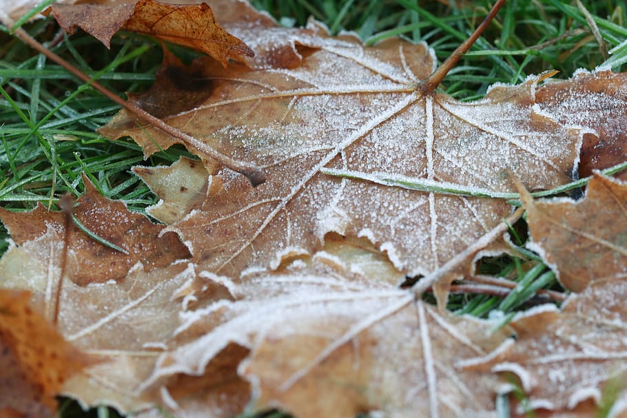 leaf, frozen, autumn, fall, nature, plant part, dry, close-up HD wallpaper