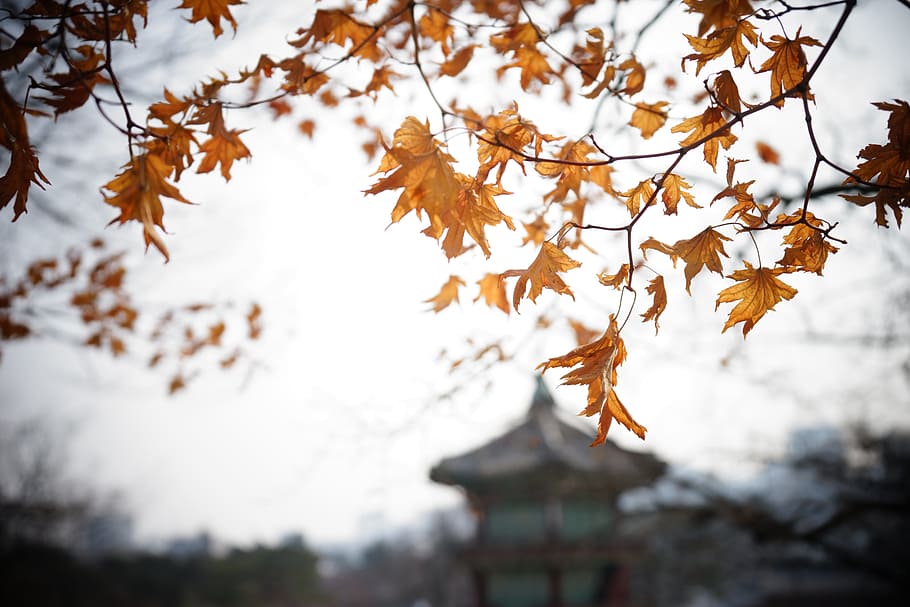 brown leafed tree, maple, views, autumn, branch, fresh, plant part HD wallpaper