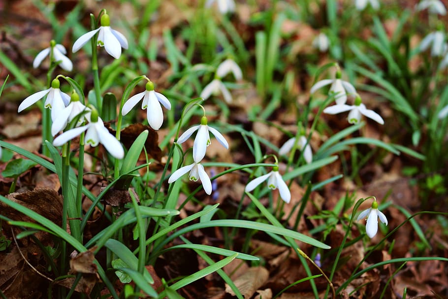 snowdrops, plants, nature, spring, sun, flower, leaf, growth HD wallpaper