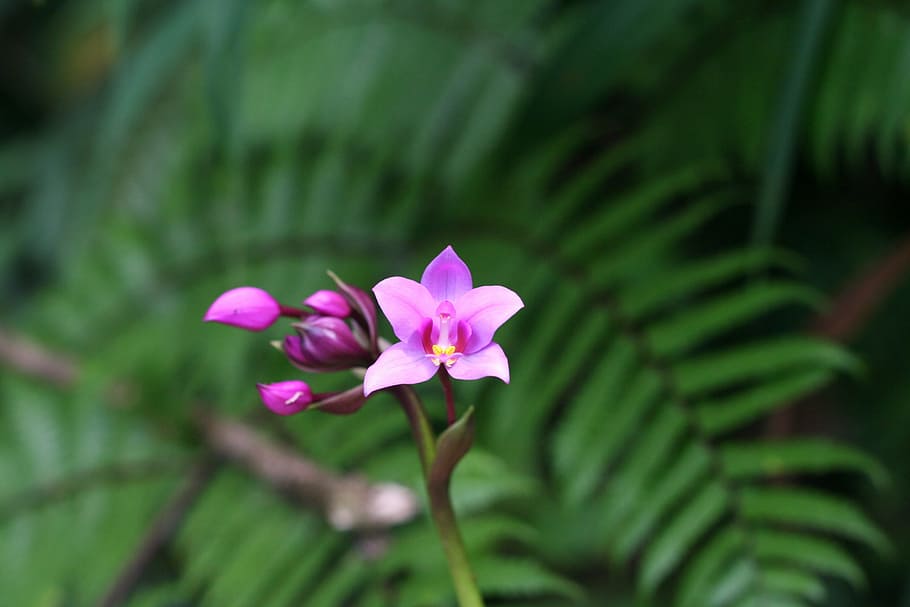 orchid, tropical, guadeloupe, flower, petal, fragility, freshness, HD wallpaper