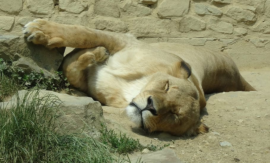 zoo, lion, predator, cat, head, animal themes, animals in the wild HD wallpaper