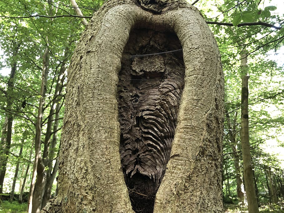 tree, trees, bark, forrest, plant, trunk, tree trunk, day, art and craft HD wallpaper