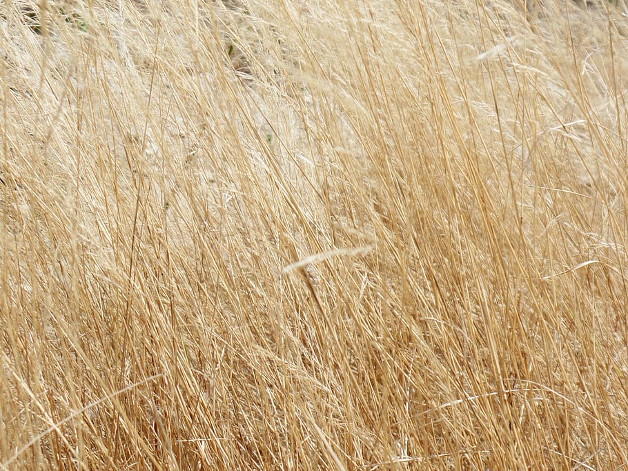 grass, yellow, dry, desert, nature, dry leaf, leaves, sol, dry twigs HD wallpaper