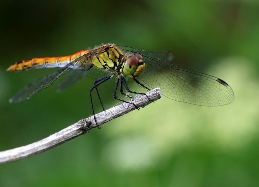dragonfly, insecta, wings, rest, plant, transparent, nature, HD wallpaper