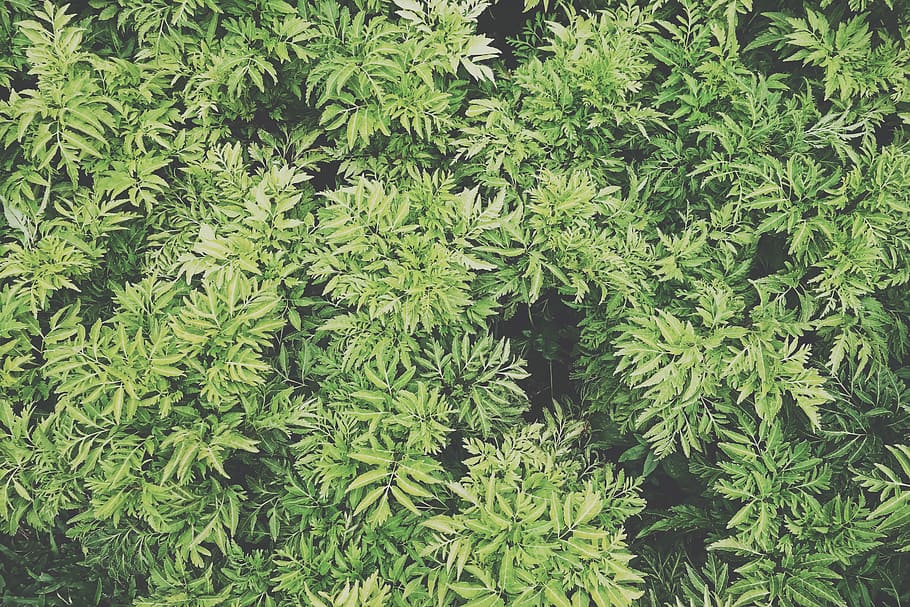 green plants, leaves, nature, green Color, backgrounds, leaf HD wallpaper