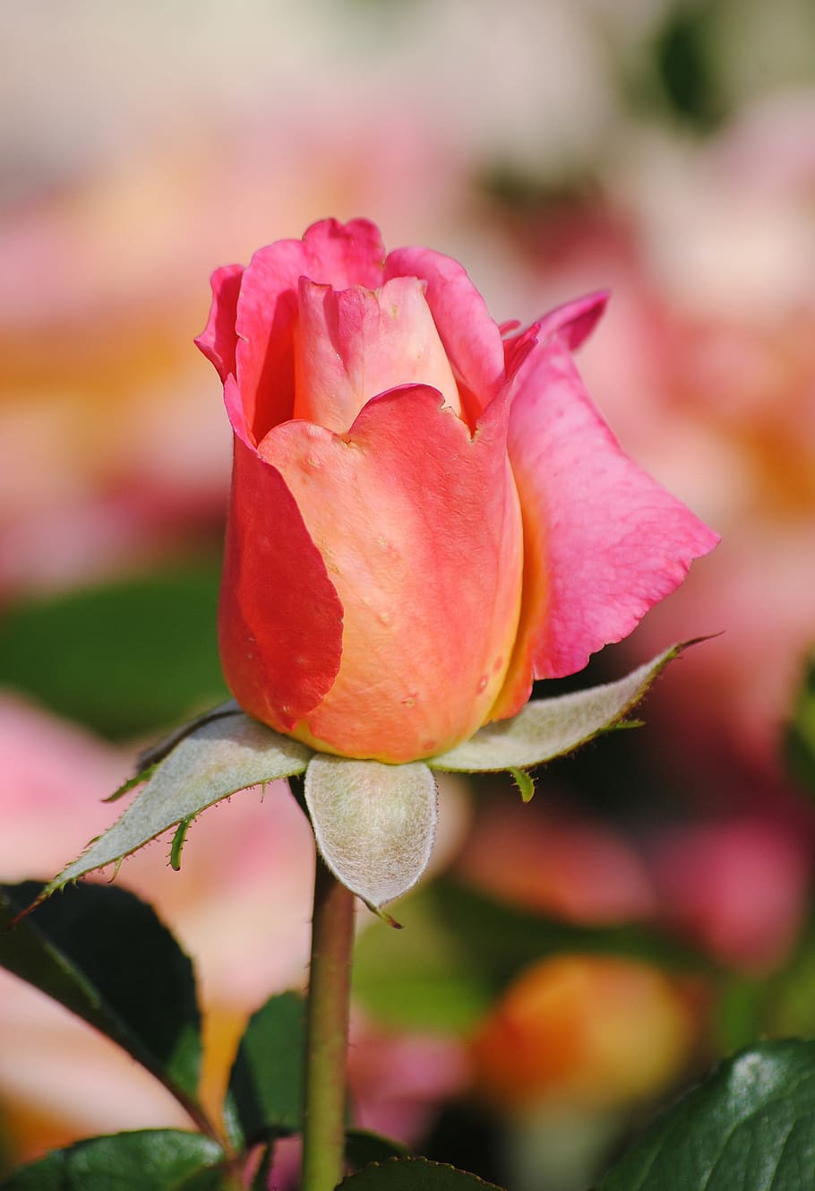 Button, Blossom, Bloom, Flower, rose, pink, nature, plant, red HD wallpaper