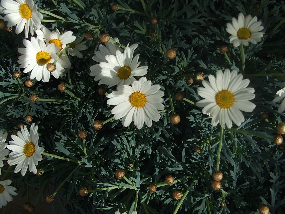 Flower, Daisies, Spring, Bloom, pointed flower, summer, beauty HD wallpaper