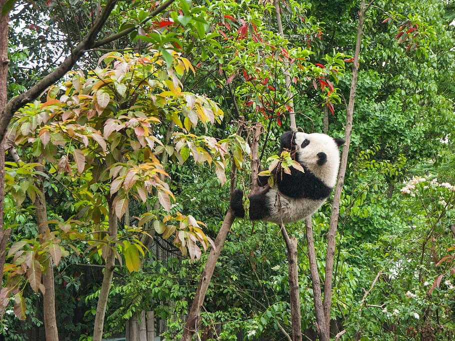 tree, plant, nature, panda, bear, wildlife, climb, animal, animal themes HD wallpaper