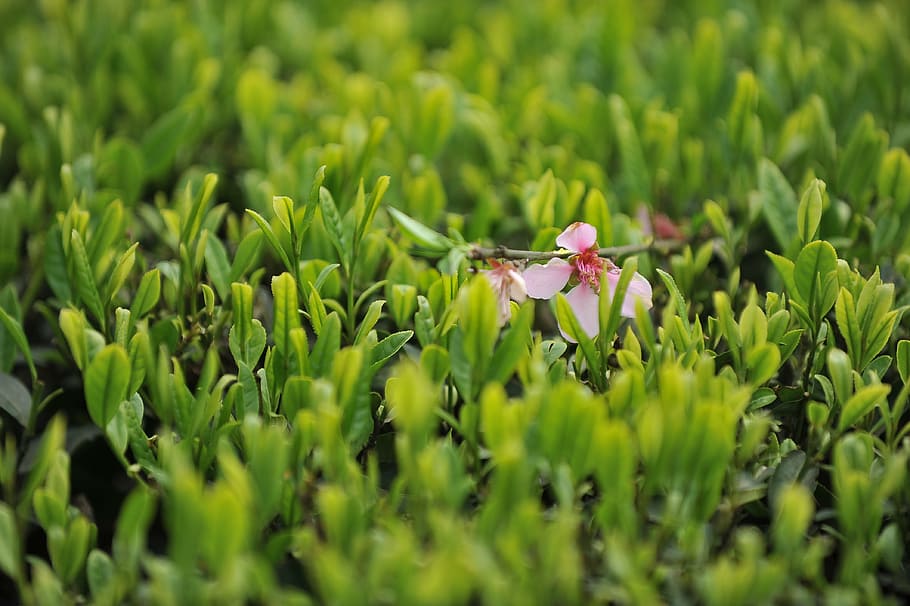 tea garden, green tea, plant, flower, flowering plant, growth HD wallpaper