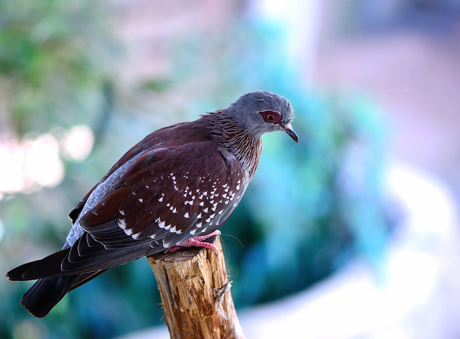 selective focus photography of brown and blue bird, speckled pigeon