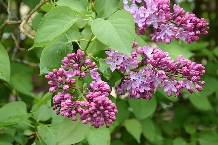 flowers, spring, violet, nature, pink flower, foliage, purple HD wallpaper