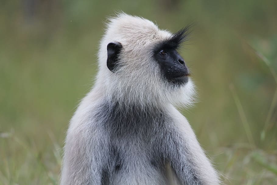 monkey, wildlife, animal, nature, ape, jungle, forest, animal wildlife HD wallpaper