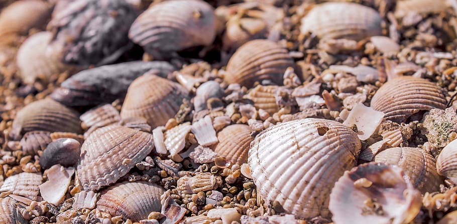 seashell lot, background, cool, nature, summer, large group of animals HD wallpaper