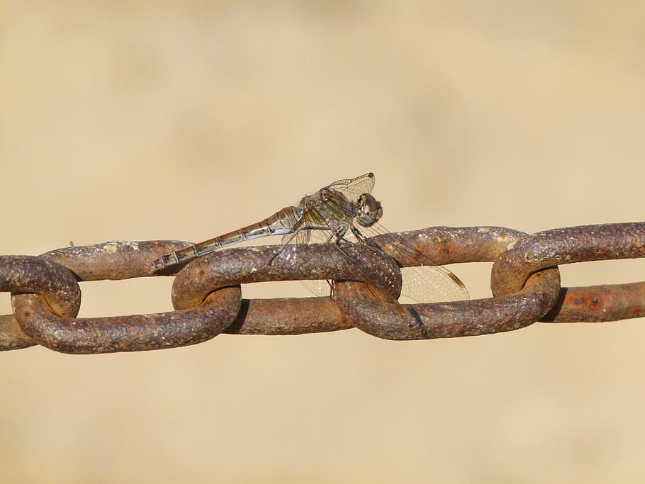 dragonfly, string, links, selysiothemis nigra, metal, rusty HD wallpaper