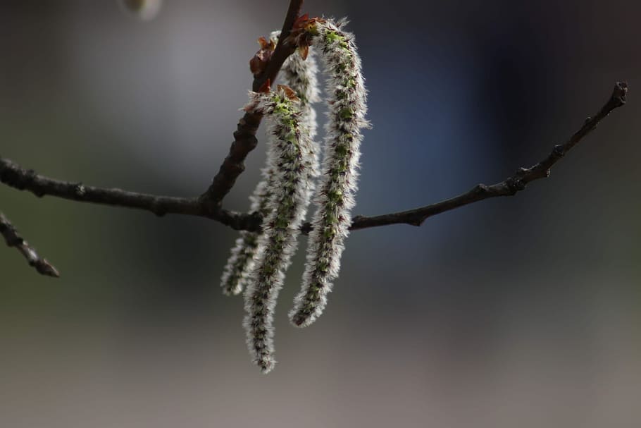 nature, tree, outdoors, shackle, branch, bloom, spring, beauty HD wallpaper