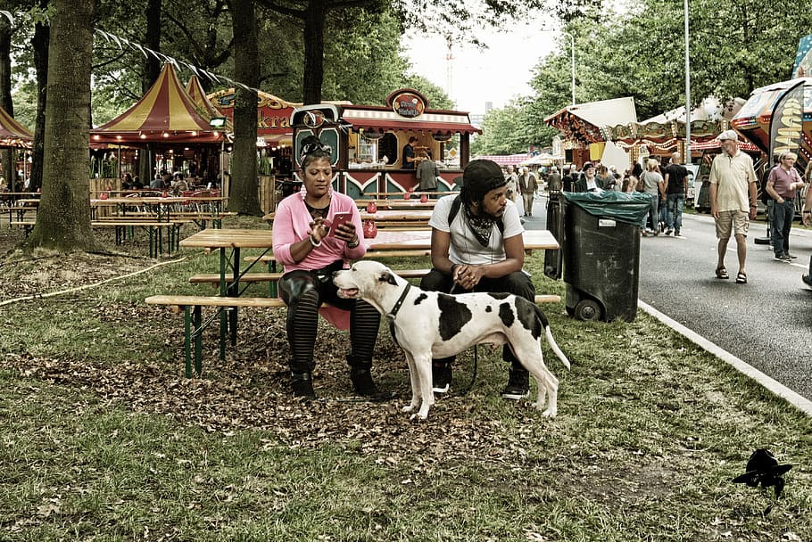Street Scenes, Eindhoven, bertbosch, domestic animals, horse HD wallpaper