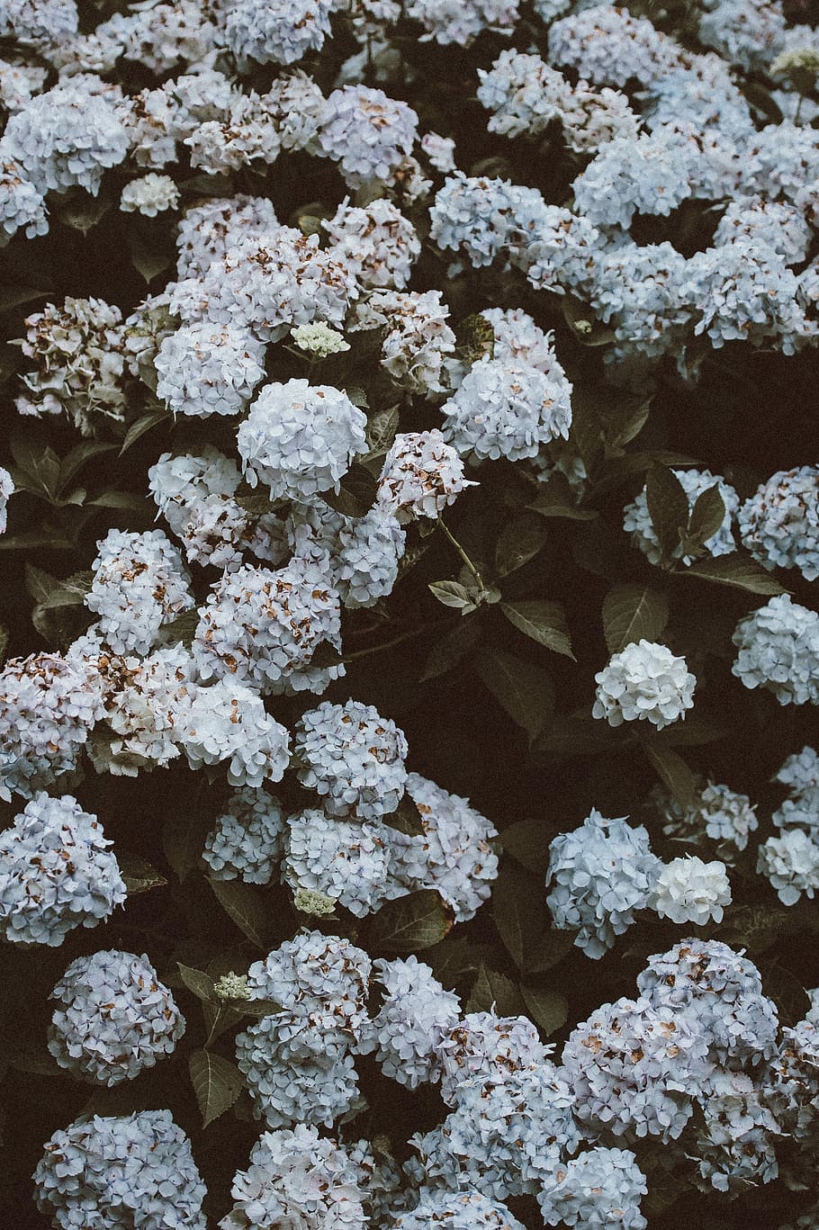 closeup photo of white petaled flower, flowering plant, fragility HD wallpaper