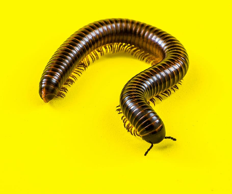 brown millipede, giant tausendfüßer, millipedes, arthropod, HD wallpaper