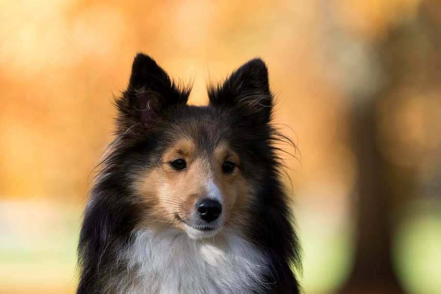 tan, black, and white dog, sheltie, tree, close, one animal HD wallpaper