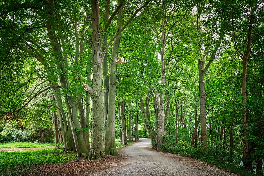 away, forest, nature, path, trees, trail, green, leaves, light HD wallpaper