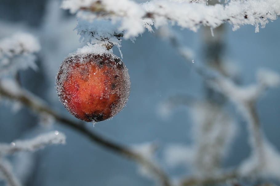 apple, branches, aesthetic, winter, icy, snow, cold temperature HD wallpaper
