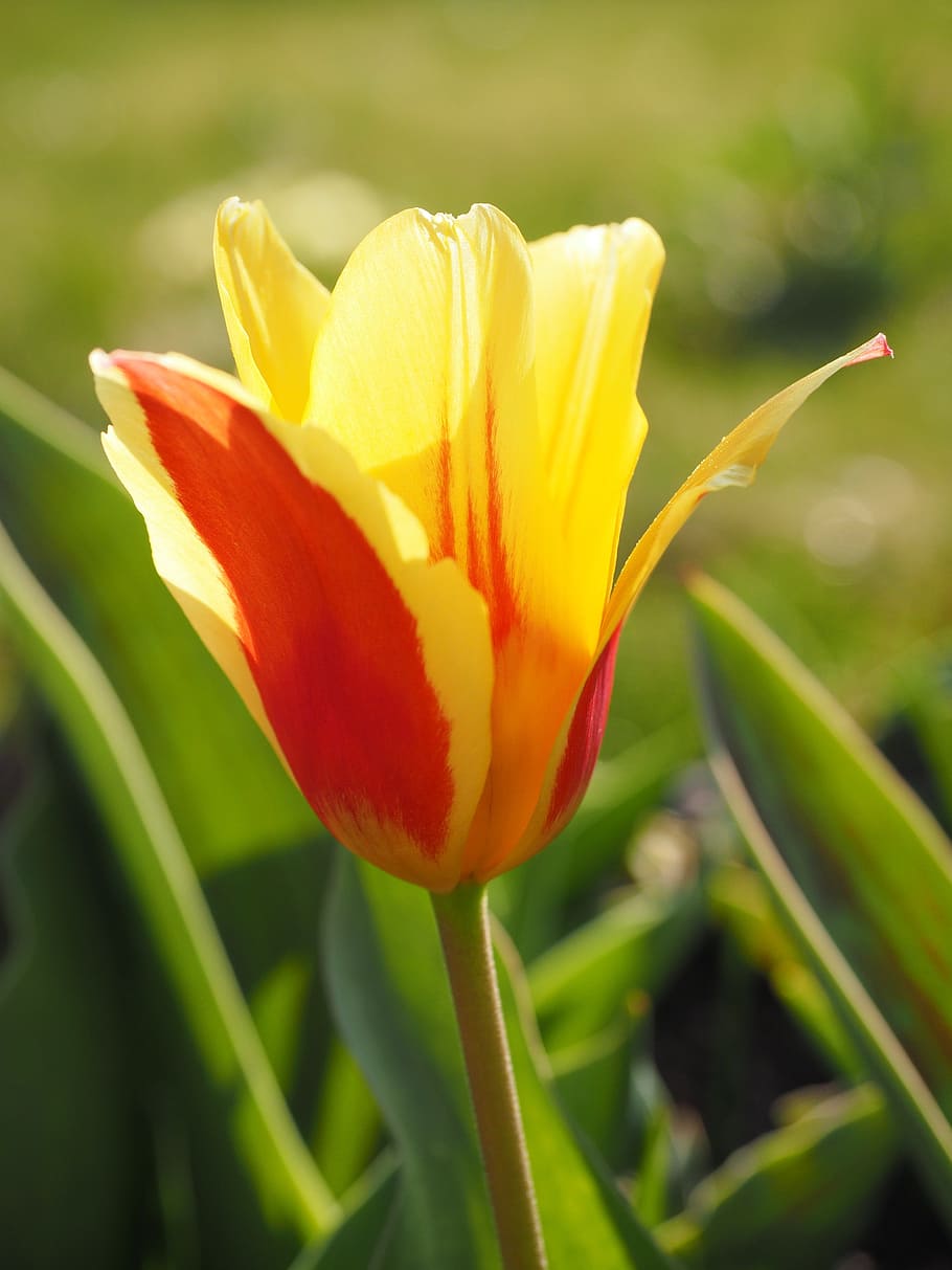 Tulip, Flower, red, yellow, red yellow, spring, close, colorful, HD wallpaper