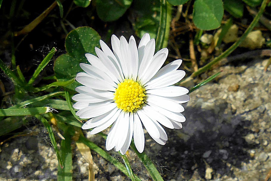 Daisy, Foliage, Grass, Straws, blade of grass, blades of grass HD wallpaper