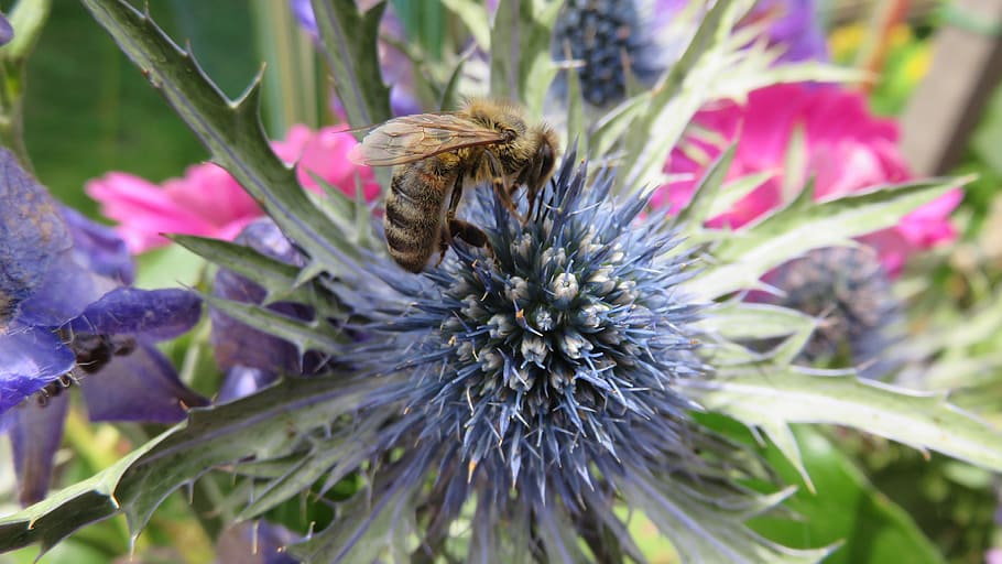 thistle, bee, flower, bees, nature, flowering plant, animal wildlife HD wallpaper